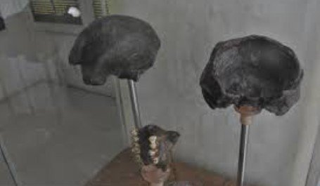Meganthropus Palaeojavanicus dalam Sejarah Evolusi Manusia